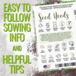 Italian Oregano Seeds - image 4