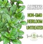 Italian Oregano Seeds - image 5