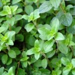 Italian Oregano Seeds - image 7