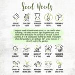 Italian Oregano Seeds - image 8