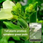 Sow Right Seeds Clemson Spineless Okra - image 3