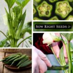 Sow Right Seeds Clemson Spineless Okra - image 4