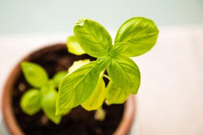 How to Start a Kitchen Herb Garden from Seed