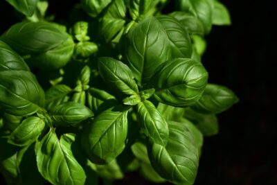 The Best Herbs to Grow from Seed in India