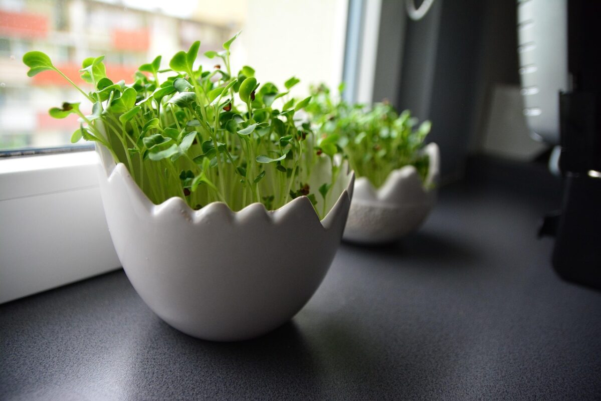 How to Grow Herbs from Seed on a Windowsill or Balcony