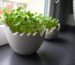 How to Grow Herbs from Seed on a Windowsill or Balcony
