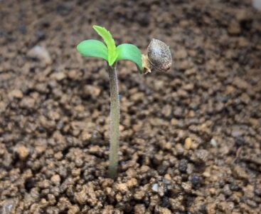 Why Your Herb Seeds Aren’t Growing (and How to Fix It)