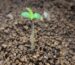 Why Your Herb Seeds Aren’t Growing (and How to Fix It)