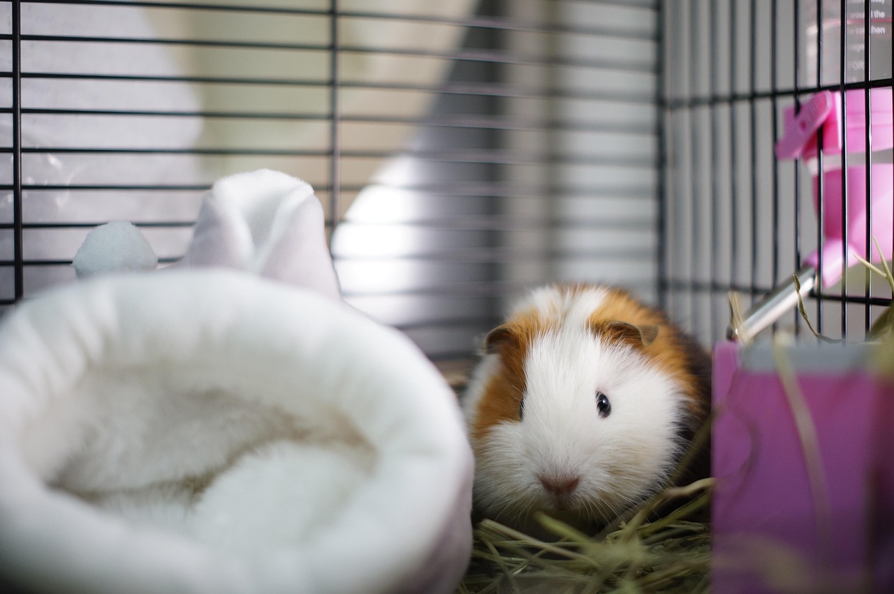 Guinea pig in a spacious indoor habitat