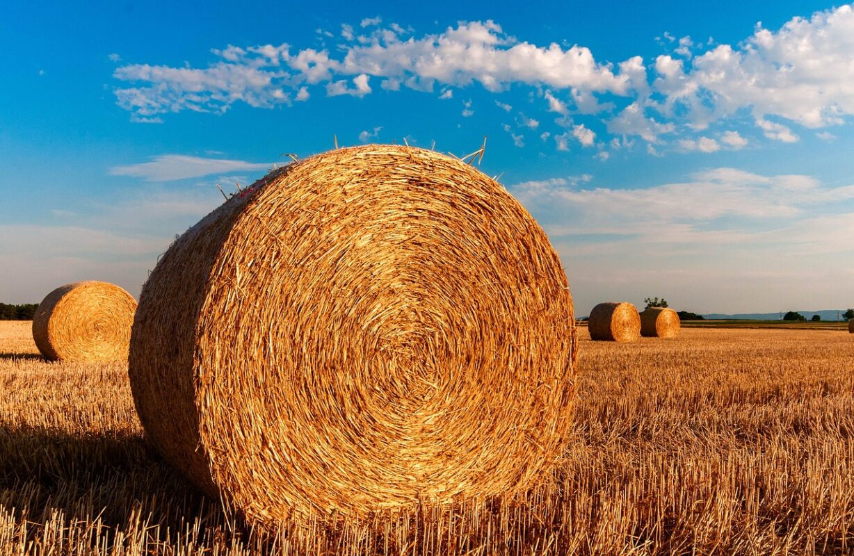 Rabbit eating hay from a rack
