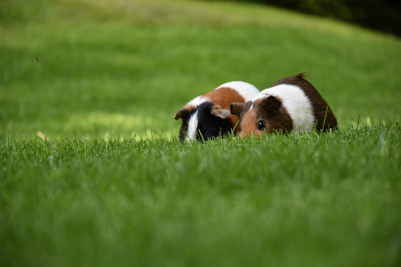 Two guinea pigs together in a habitat