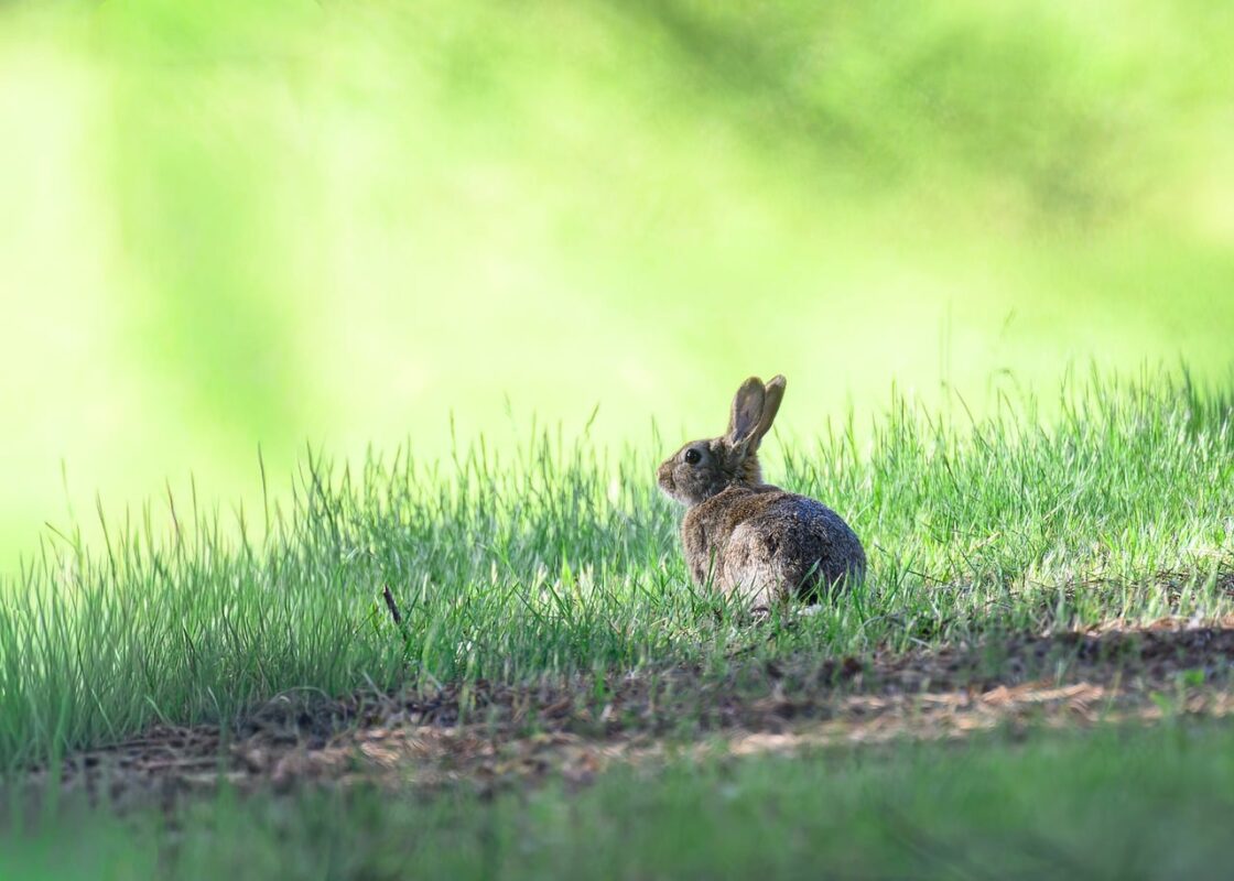 Rabbit resting indoors on a cool surface