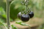 Midnight Cherry Tomato Seeds - image 2