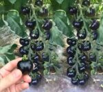 Midnight Cherry Tomato Seeds - image 3