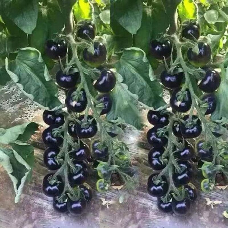 Midnight Cherry Tomato Seeds