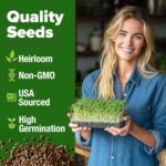 Home Grown Broccoli Sprout Seeds - image 2