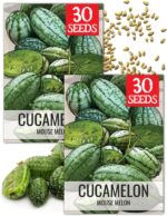 Seed Needs Cucamelon Seeds - image 10