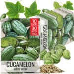 Seed Needs Cucamelon Seeds - image 11
