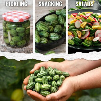 Seed Needs Cucamelon Seeds - image 2