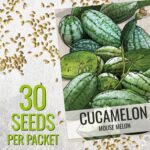 Seed Needs Cucamelon Seeds - image 3