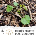 Seed Needs Cucamelon Seeds - image 5