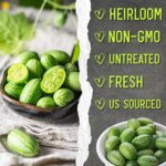 Seed Needs Cucamelon Seeds - image 6