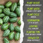 Seed Needs Cucamelon Seeds - image 7