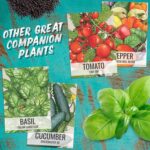 Seed Needs Cucamelon Seeds - image 8