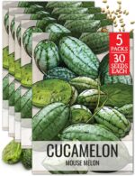 Seed Needs Cucamelon Seeds - image 9
