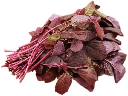 Red Amaranth Seeds - image 2