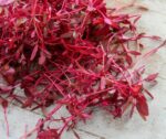 Red Amaranth Seeds - image 3