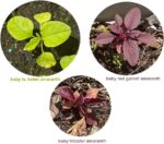 Red Amaranth Seeds - image 4