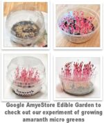 Red Amaranth Seeds - image 6