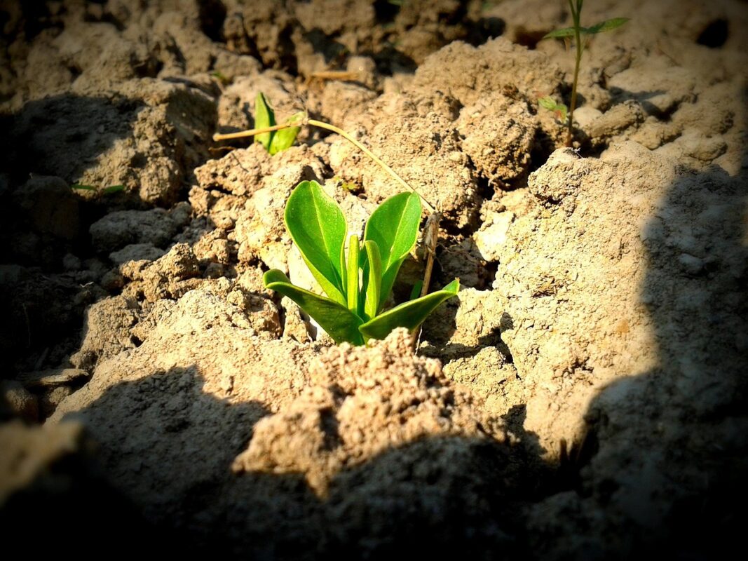 A Beginner’s Guide to Growing Vegetables from Seed