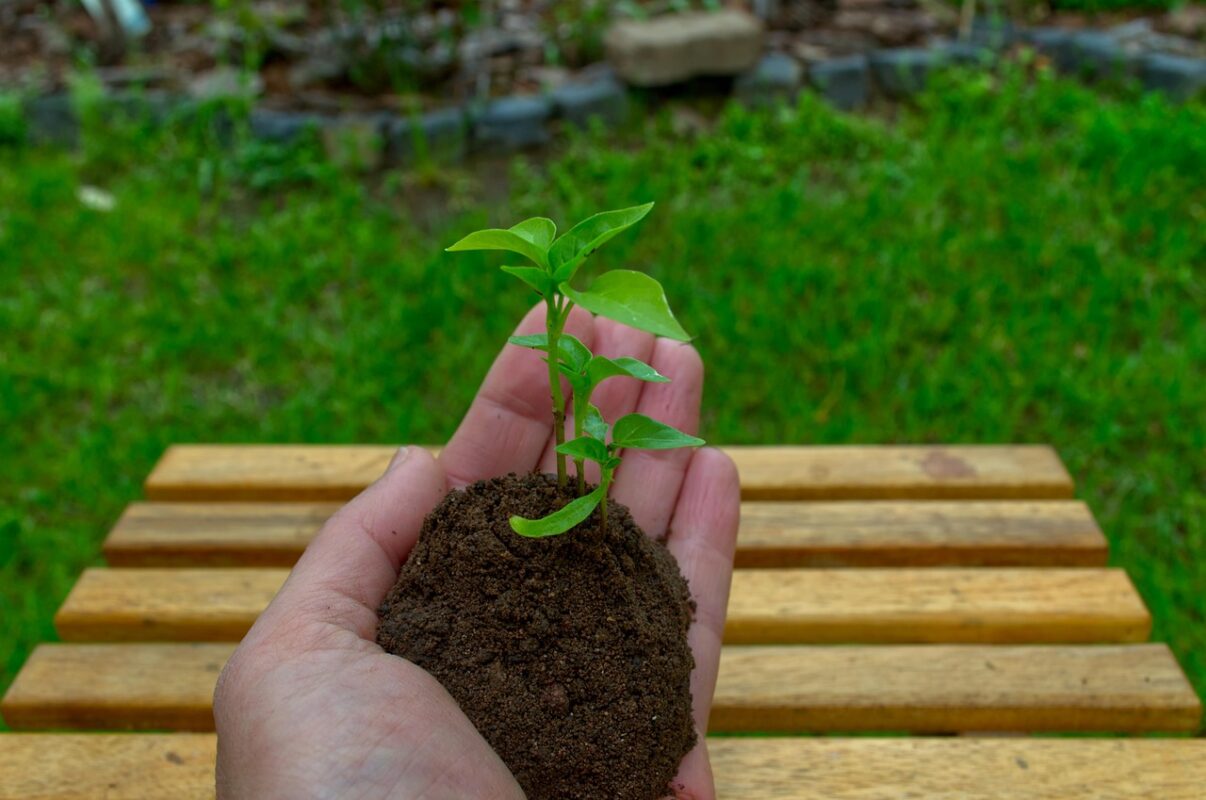 How to Choose Quality Vegetable Seeds