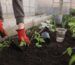 Easy Vegetables to Grow at Home in India