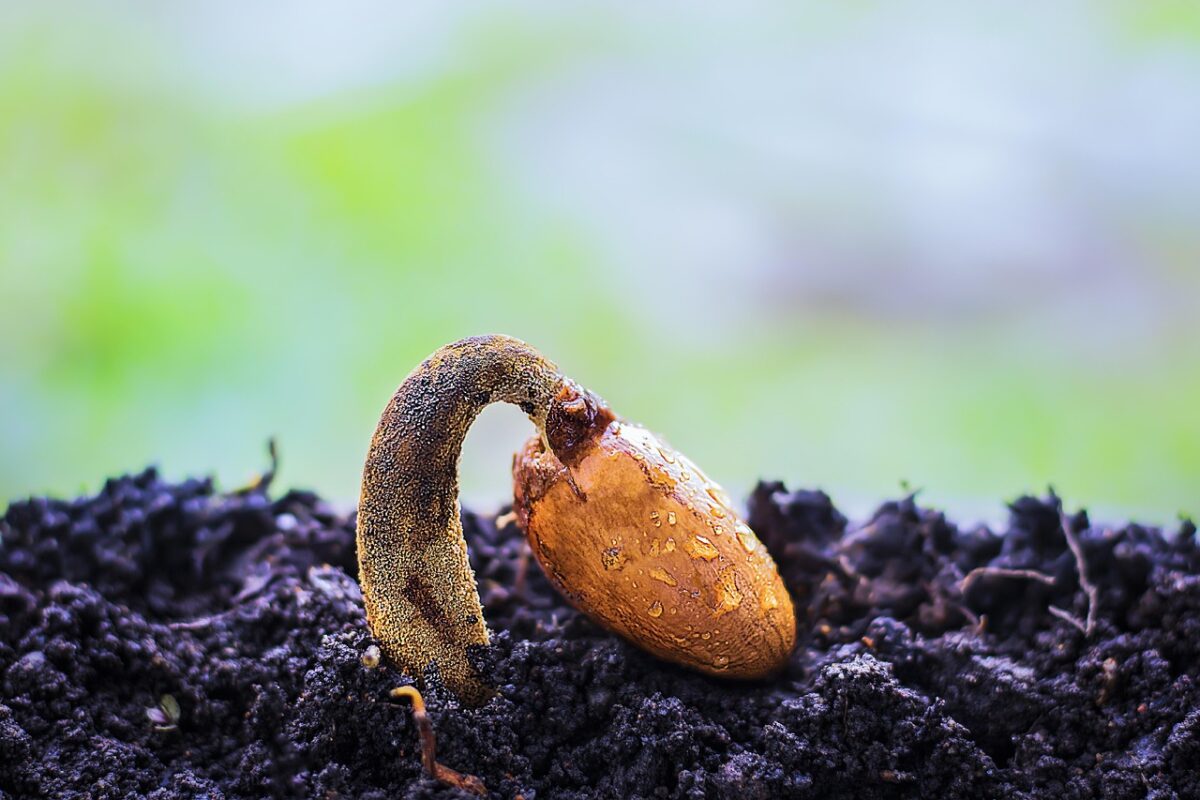 How to Improve Seed Germination for a Better Start