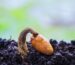 How to Improve Seed Germination for a Better Start
