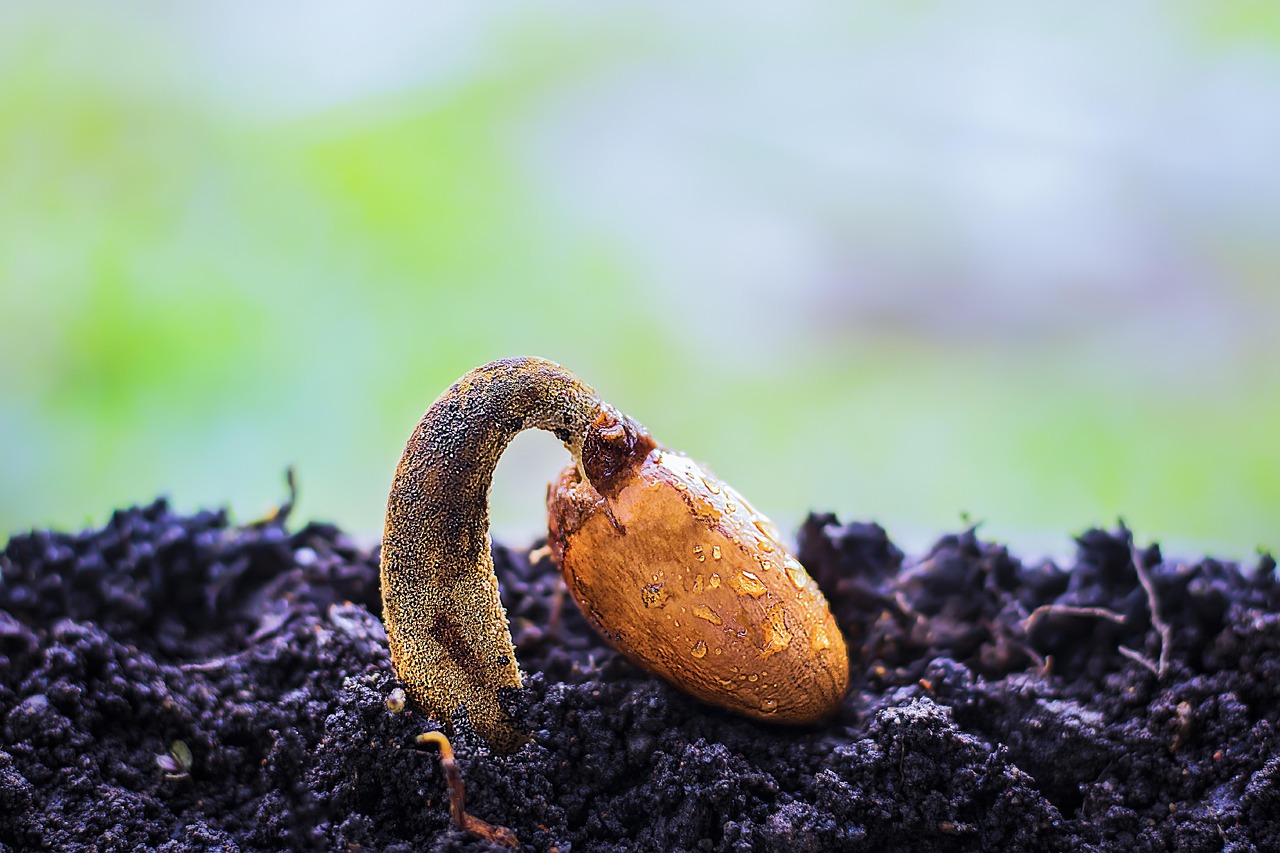 How to Improve Seed Germination for a Better Start