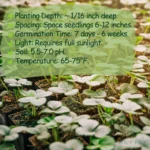 Heirloom Strawberry Seeds - image 5