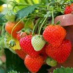 Heirloom Strawberry Seeds - image 2