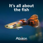 10 Gallon LED Fish Tank Starter Kit – Complete Set — view 8