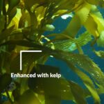 The Original Plant Vitamin Solution - Kelp Growth Concentrate