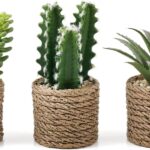 Faux Succulent & Cactus Set
