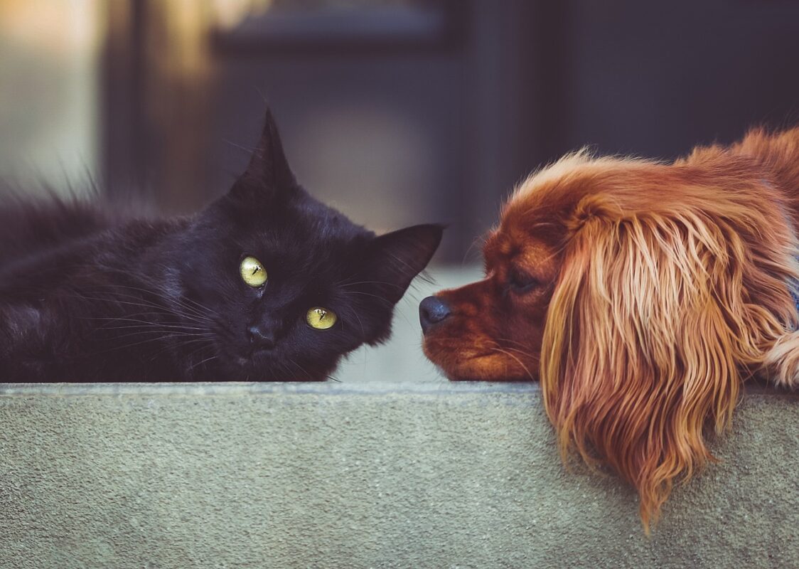 Mission Pet Mart, Inc.