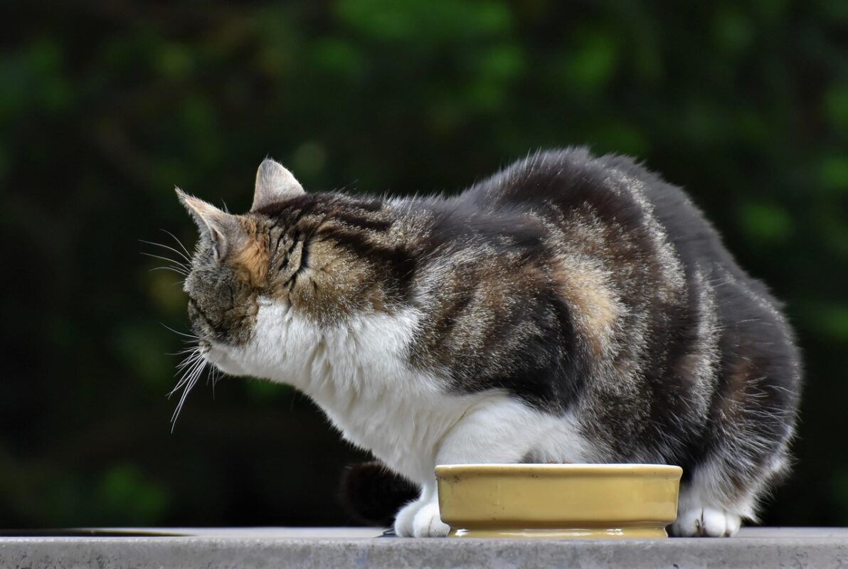 Cat eating from a bowl beside an automatic feeder