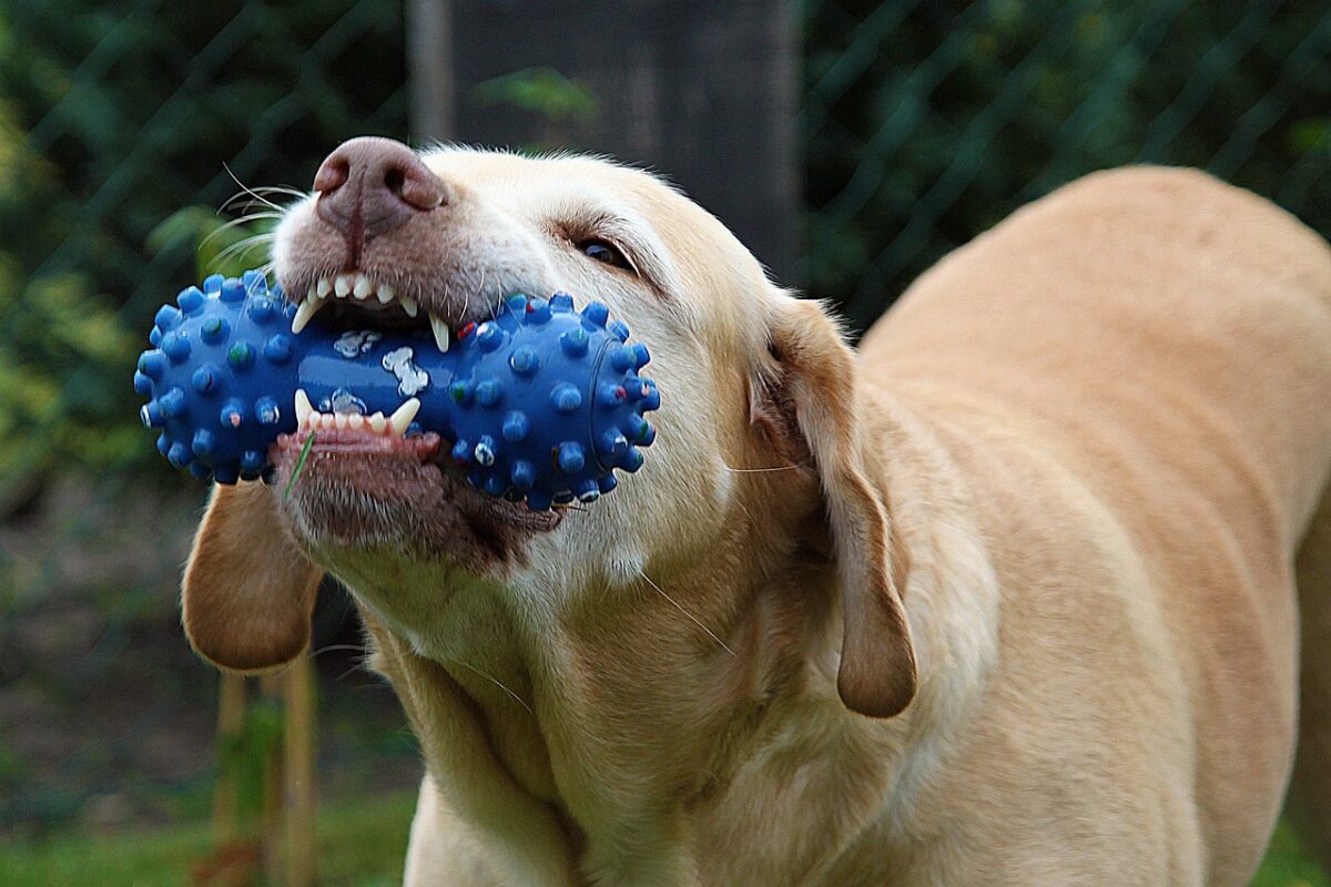 Dog chewing a durable rubber toy