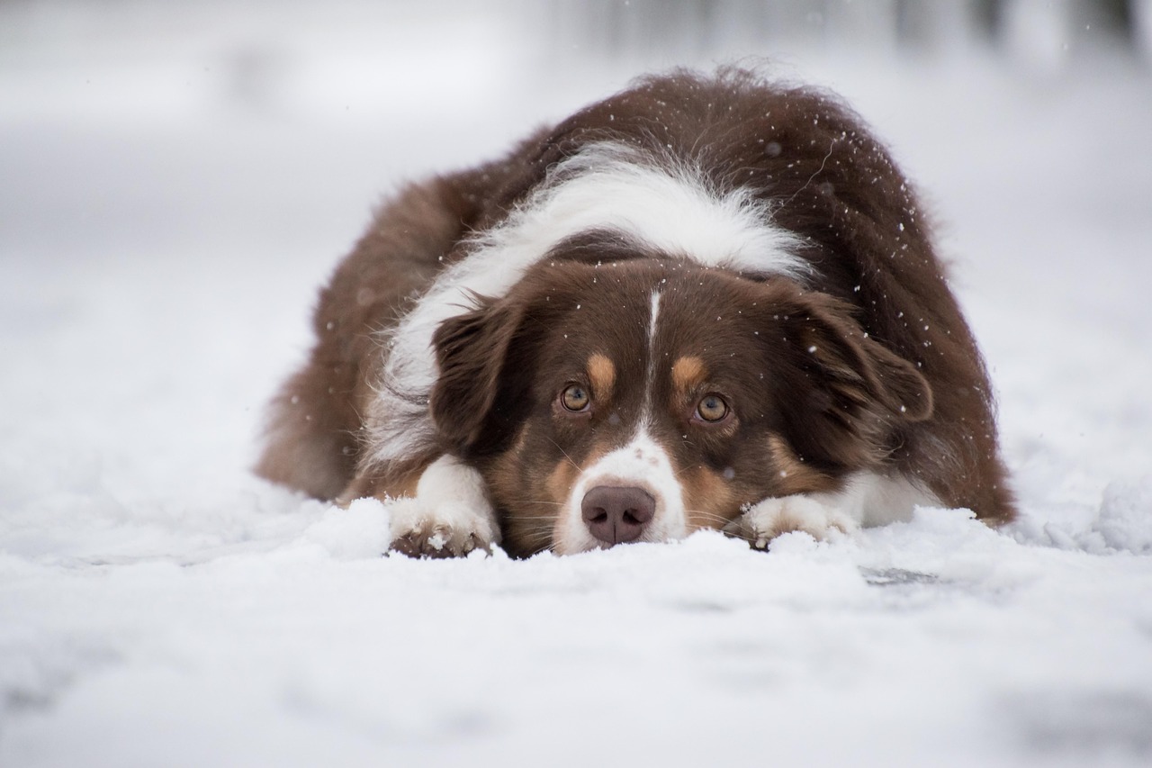 Dog walking outdoors in winter
