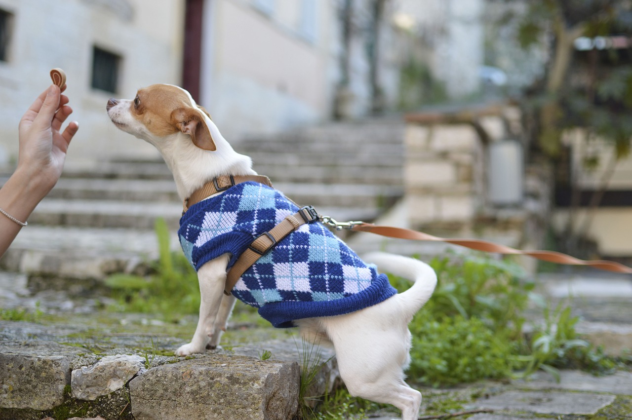Small dog wearing a knitted sweater