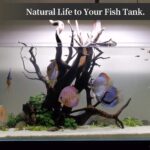 Natural Aquarium Driftwood Assortment – 6-10 Inch Aquatic Decor — view 5